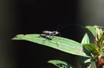 Colorful long-horned beetle (Family Cerambycidae)