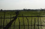 Rice fields on Don Khong