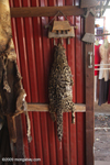 Marbled cat pelt in a market stall