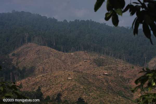 Selva tropical talada para sembrar árboles de caucho en Laos. Varias compañías chinas y vietnamitas están convirtiendo grandes áreas de bosque en Laos en plantaciones debido a que los dos países (China y Vietnam) tienen poca selva disponible.