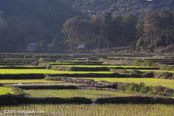 Rice fields in Lao PDR. Photo by: Rhett A. Butler.