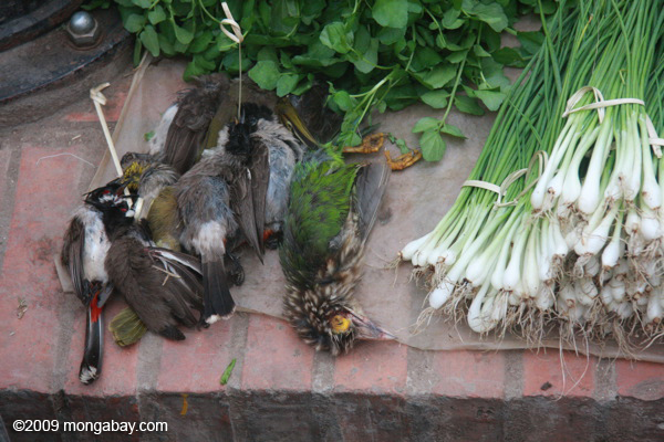 Songbirds for sale in market in Lao PDR. Photo by: Rhett A. Butler.