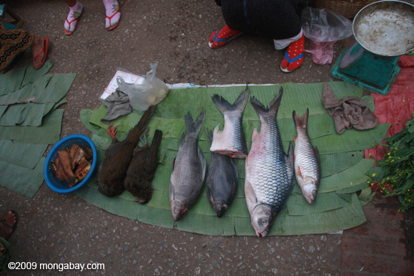 Wild birds and fish on sale in open-air market in Laos. Photo by: Rhett A. Butler.