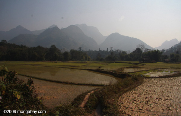 Rice paddies in Laos. Photo by: Rhett A. Butler.