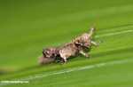 Cryptic grasshopper