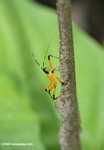Yellow and black insect