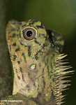 Comb crested forest lizard; Gonocephalus liogaster 