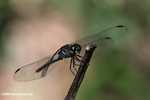Blue-gray dragonfly