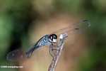 Blue-gray dragonfly