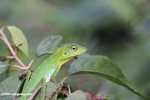Green Crested Lizard high in the rainforest canopy
