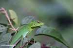 Green Crested Lizard high in the rainforest canopy