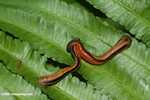 Mating tiger leeches