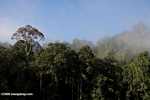 Danum Valley Rainforest