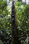 Rainforest tree