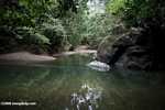 Rainforest creek in Borneo