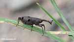 Brown weevil