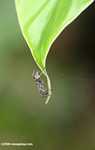 Bornean ant