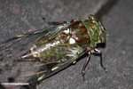 Green and brown cicada