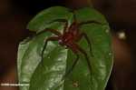 Reddish spider