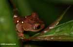 Brownish frog with green spots