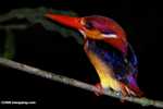 Black-backed Kingfisher (Ceyx erithacus)