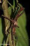 Giant stick insect in Borneo
