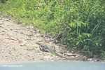 Water monitor lizard (Varanus salvator) walking on a logging road