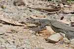 Water monitor lizard (Varanus salvator)