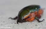 Green backed beetle with orange underparts