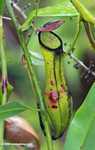 Black, green, and red slender pitcher plant (Nepenthes gracilis)