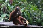Young orangutan eating a banana at Sepilok