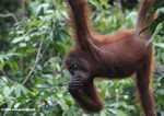 Young orangutan hanging from a rope at Sepilok
