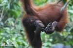 Young orangutan eating bananas