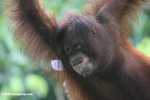 Orangutan making an ugly face