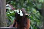 Orangutan covering its head with a leaf while eating bananas