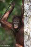 Orangutan at Sepilok