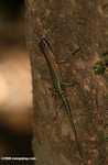 Bornean forest lizard