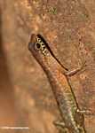 Bornean forest lizard