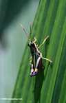 Multicolored grasshopper
