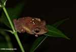 Tree frog with green spots