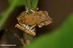 Light brown tree frog