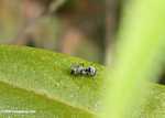 Polyrhachis pruinosa ant, a species that specializes on pitcher plant feeding