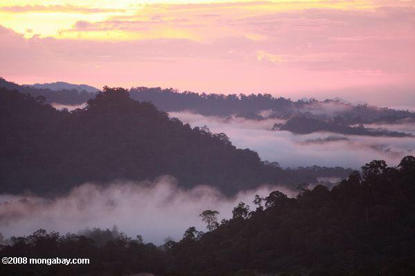 Sunset over the Borneo rainforest