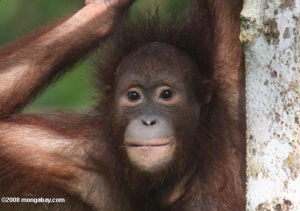 Mama Bornean orangutan with baby in Central Kalimantan
