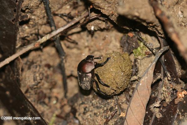 Not so scary as dirty: a dung beetle rolls up its meal in Malaysia. Despite their unfortunate name, dung beetles play a massive role in recycling waste. Photo by: Rhett A. Butler.