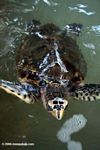 Atlantic Hawksbill Sea Turtle (Eretmochelys imbricata)