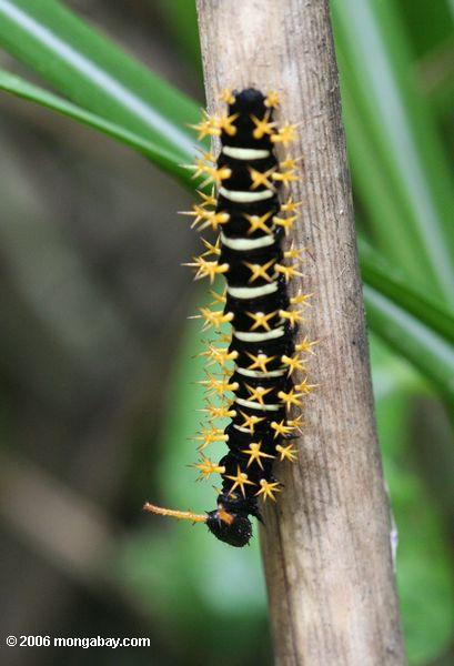 Caterpillars are the second most commonly eaten insects, accounting for 18 percent of consumption. Photo by: Rhett A. Butler.