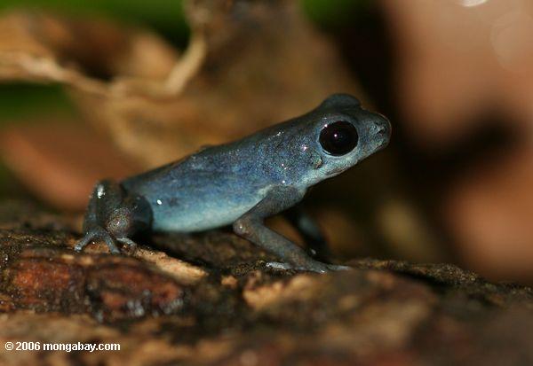 Blueberry poison arrow frog (Dendrobates pumilio) in Panama