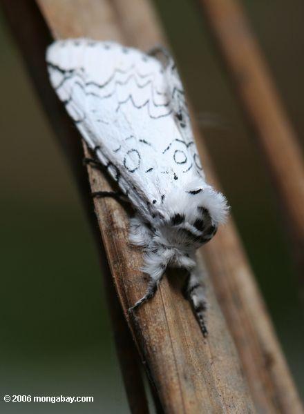 An as yet unidentified white-and-black moth in Panama. Photo by Rhett A. Butler. 