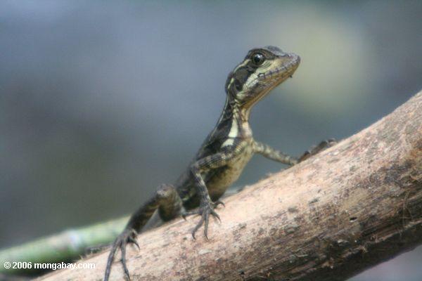 Basilisk Lizard (Basiliscus basiliscus) on Barro Colorado Island in Panama. Photo by Rhett A. Butler.